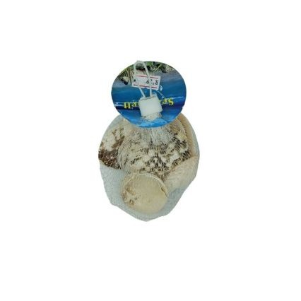 Medium Brown Snail Shells 5