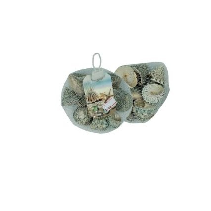 Large Snail Shell 1