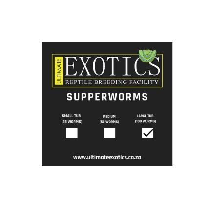 Superworms Large Tub (100 Worms)